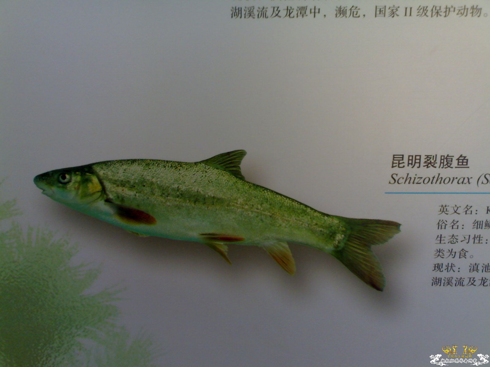 普及知识不看后悔，滇池原生
