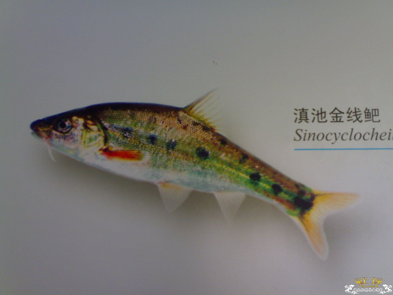 普及知识不看后悔，滇池原生