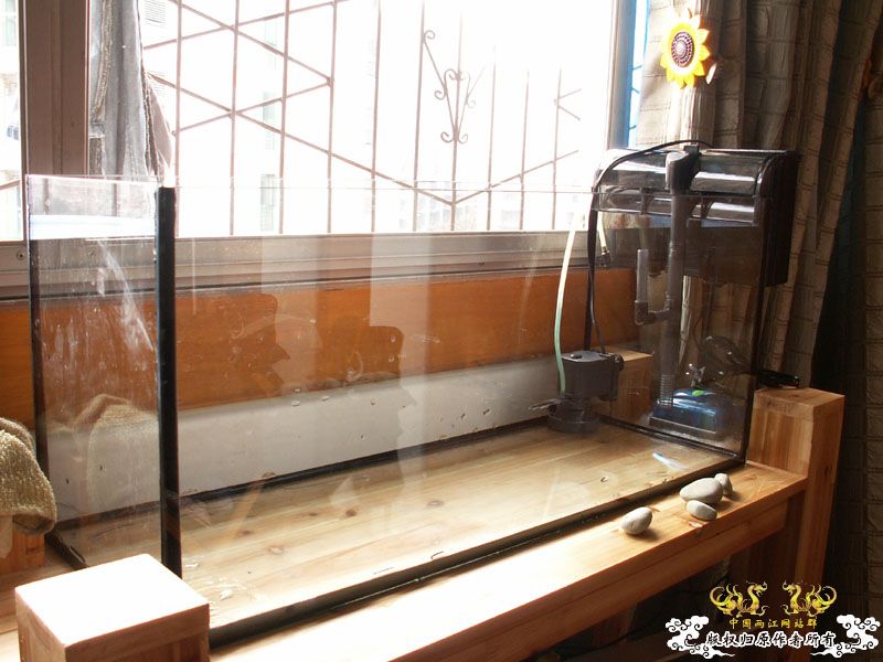 [原创]潜水学习汇报：原生溪流缸