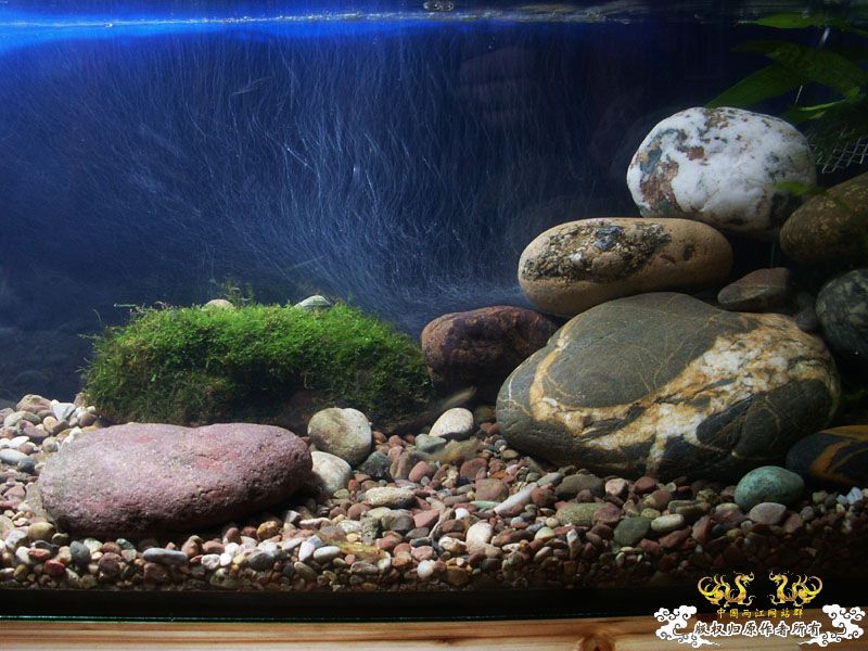 [原创]潜水学习汇报：原生溪流缸