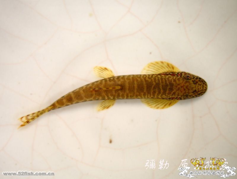 救下来再说