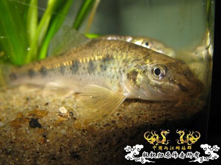 请教。什么鱼？如何喂养？