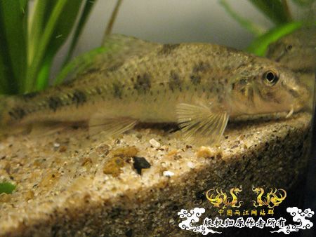 请教。什么鱼？如何喂养？