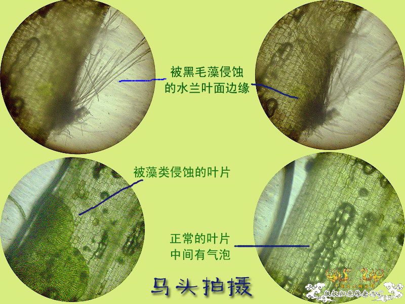 显微摄影  藻类对小水兰叶面的侵蚀