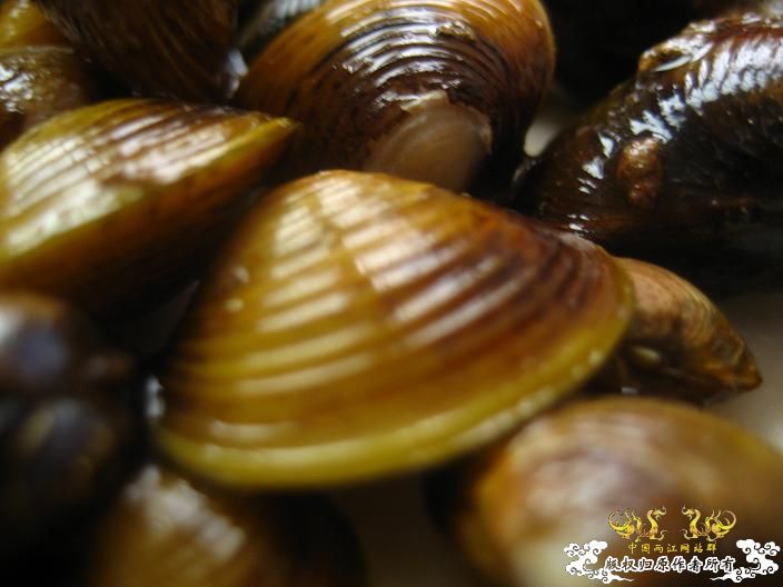 哈哈------小河蚌！