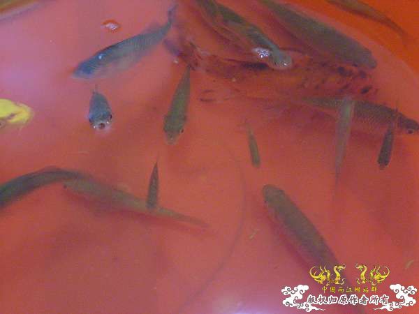 才从花鸟市场回家,决定拼了!