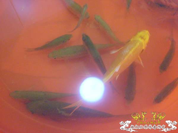 才从花鸟市场回家,决定拼了!