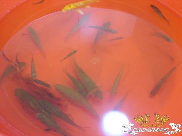 才从花鸟市场回家,决定拼了!