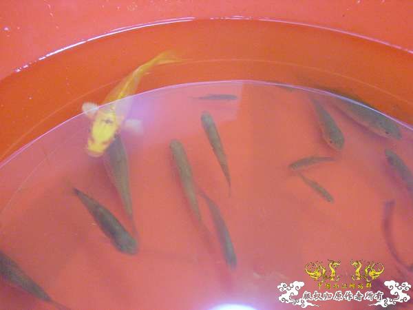 才从花鸟市场回家,决定拼了!