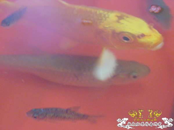 才从花鸟市场回家,决定拼了!