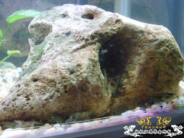 才从花鸟市场回家,决定拼了!