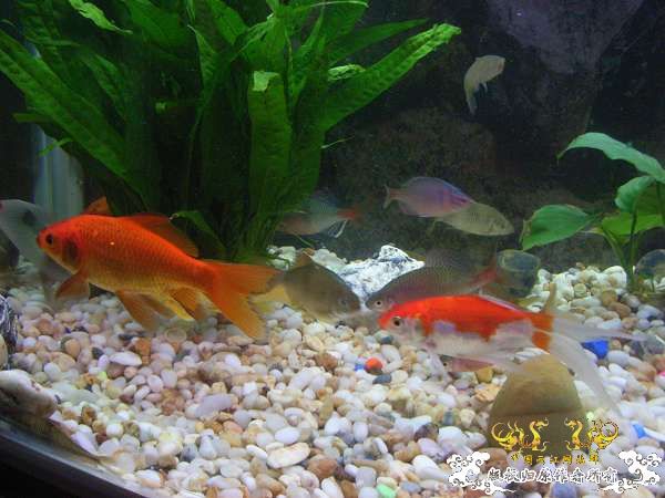 才从花鸟市场回家,决定拼了!