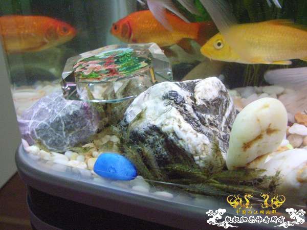 才从花鸟市场回家,决定拼了!