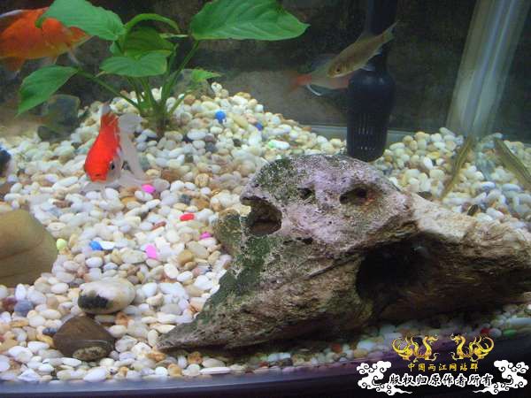 才从花鸟市场回家,决定拼了!