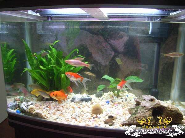 才从花鸟市场回家,决定拼了!