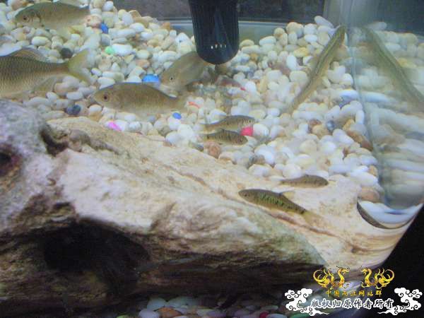 才从花鸟市场回家,决定拼了!