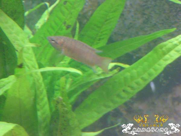 才从花鸟市场回家,决定拼了!