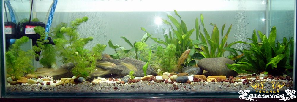 非原生-----三间鼠