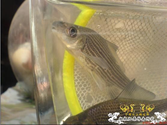 求鱼名(图片已更新)