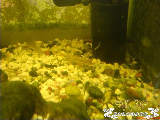 求鱼名(图片已更新)