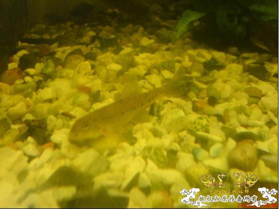 求鱼名(图片已更新)