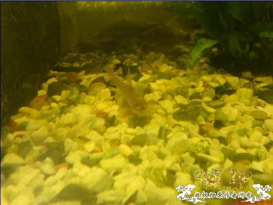 求鱼名(图片已更新)