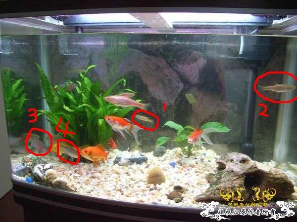 3元钱从花鸟市场搞定的鱼,决定拼了!