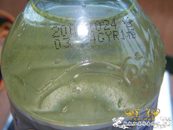 褐吻卵的秘密