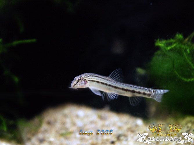 鱼缸水深厘尺，亦及老友对我情