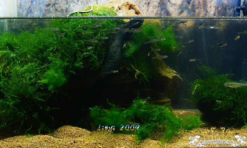 鱼缸水深厘尺，亦及老友对我情