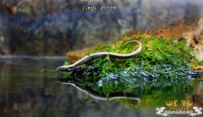 鱼缸水深厘尺，亦及老友对我情