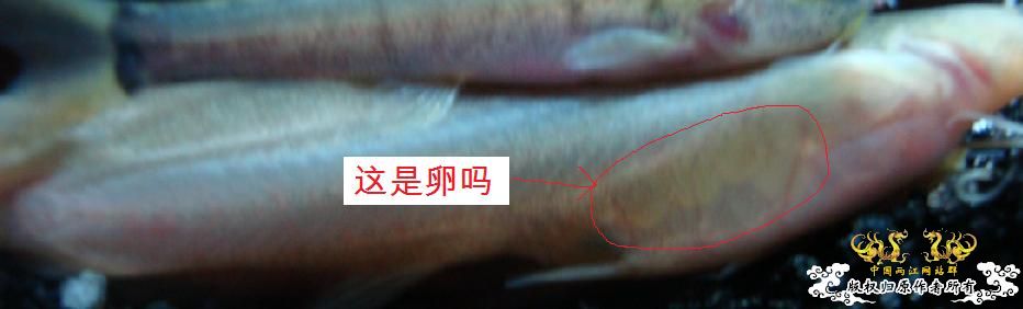 这是鲶吗？肚子里是否有卵？？
