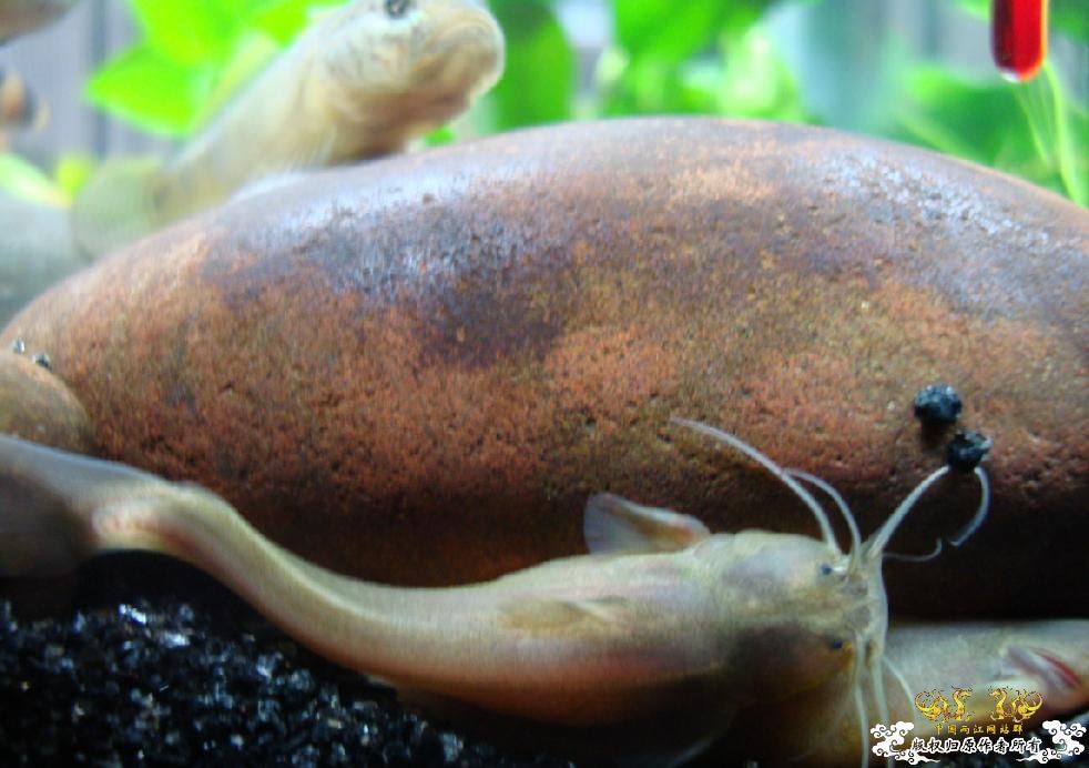 这是鲶吗？肚子里是否有卵？？