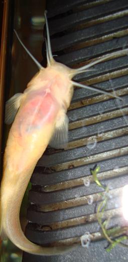 这是鲶吗？肚子里是否有卵？？