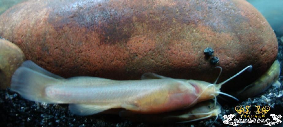 这是鲶吗？肚子里是否有卵？？