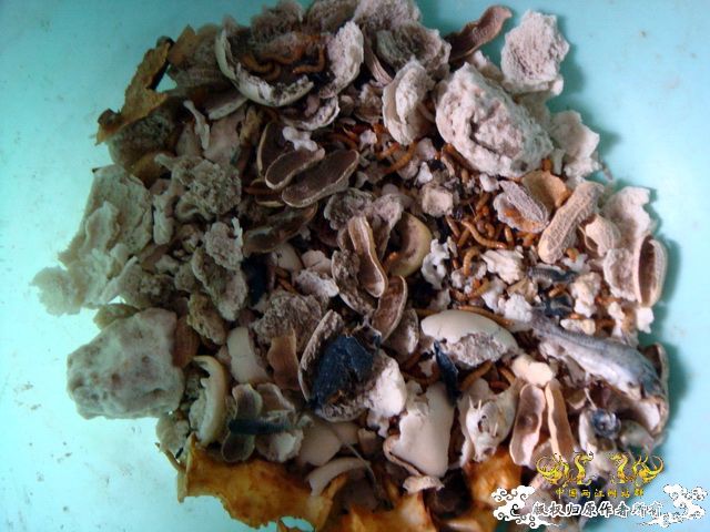 面包虫神秘的营养配方 面包虫神秘的营养配方