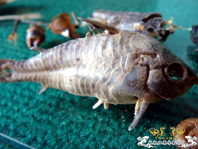 面包虫神秘的营养配方