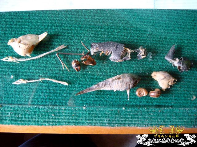 面包虫神秘的营养配方 面包虫神秘的营养配方