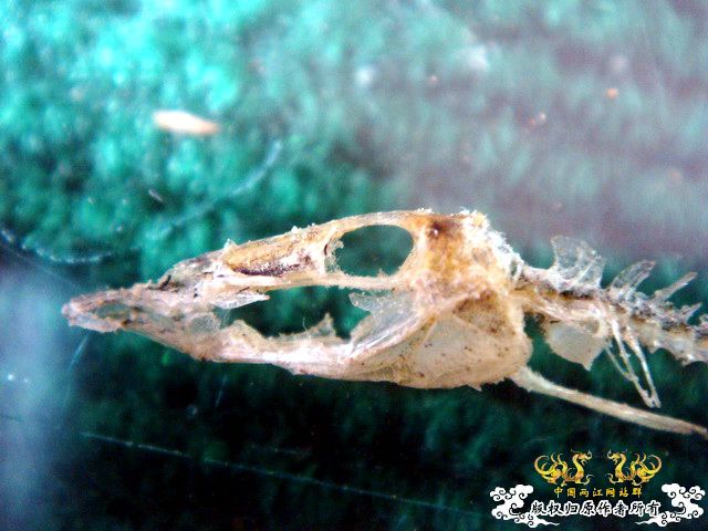 面包虫神秘的营养配方