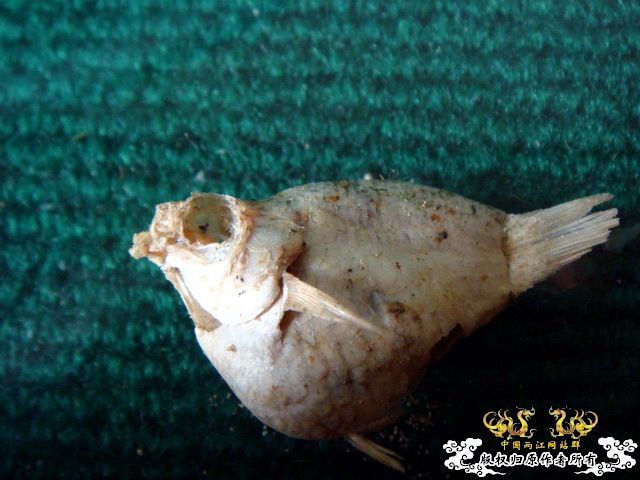 面包虫神秘的营养配方