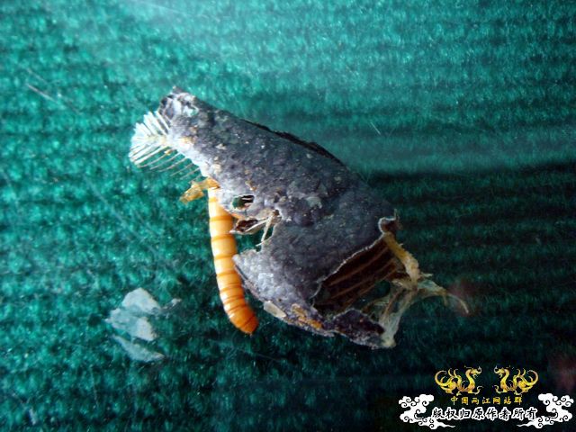 面包虫神秘的营养配方