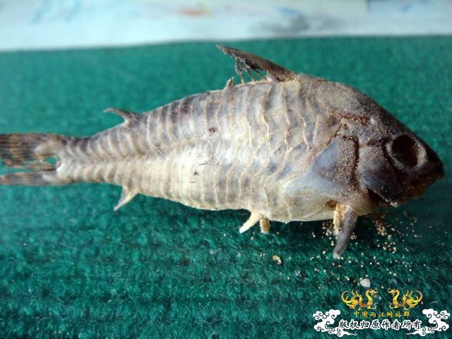 面包虫神秘的营养配方