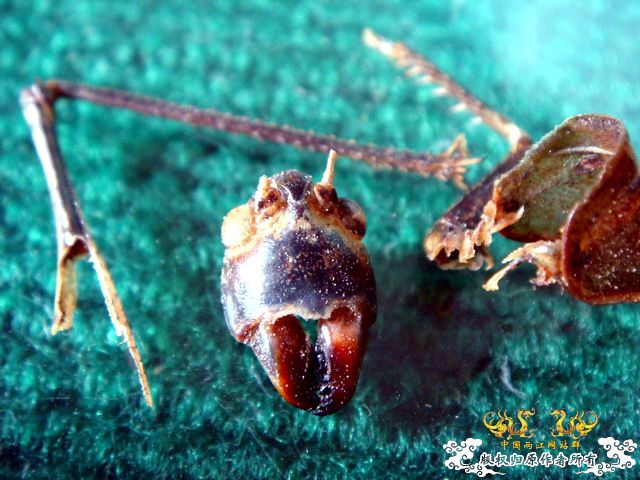 面包虫神秘的营养配方