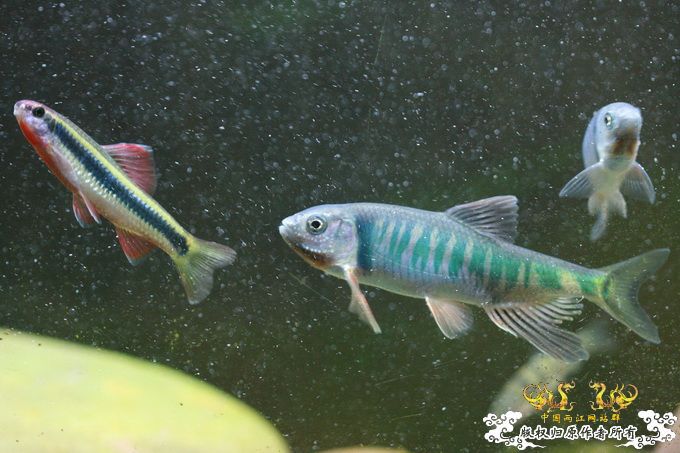 家有小鱼初长成