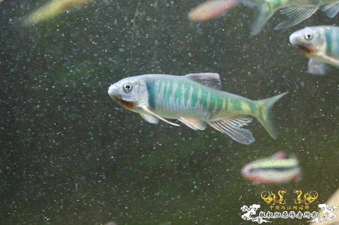 家有小鱼初长成