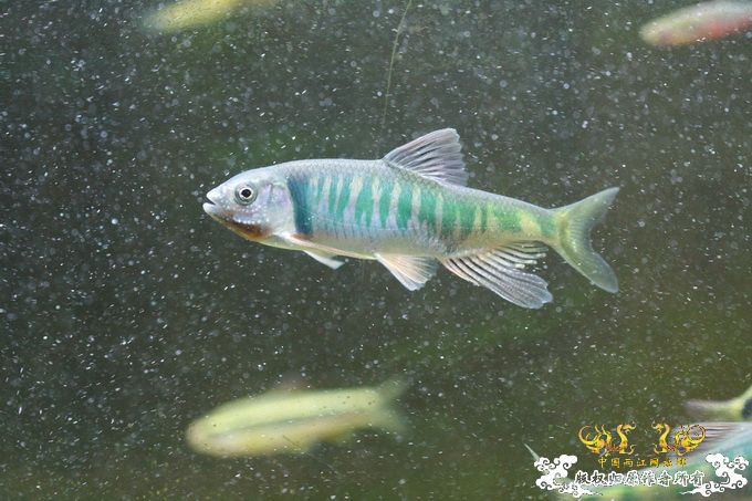 家有小鱼初长成