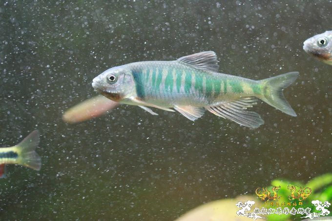 家有小鱼初长成