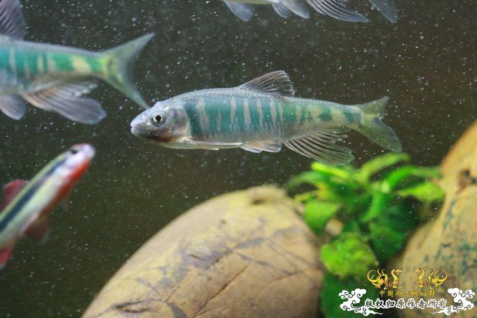 家有小鱼初长成