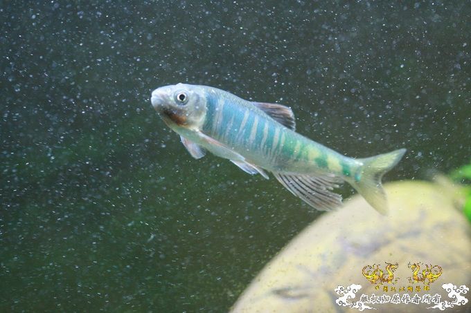 家有小鱼初长成