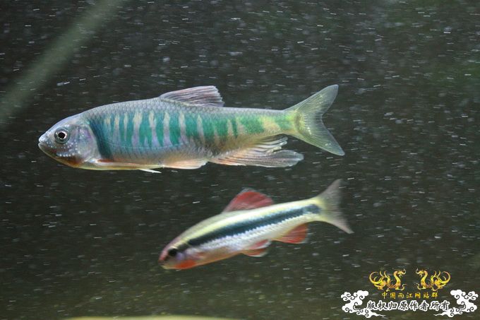 家有小鱼初长成